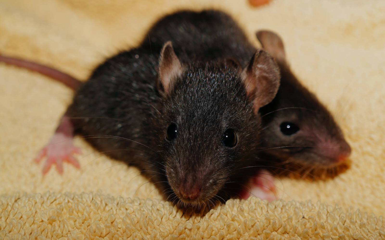 Mice Extermination