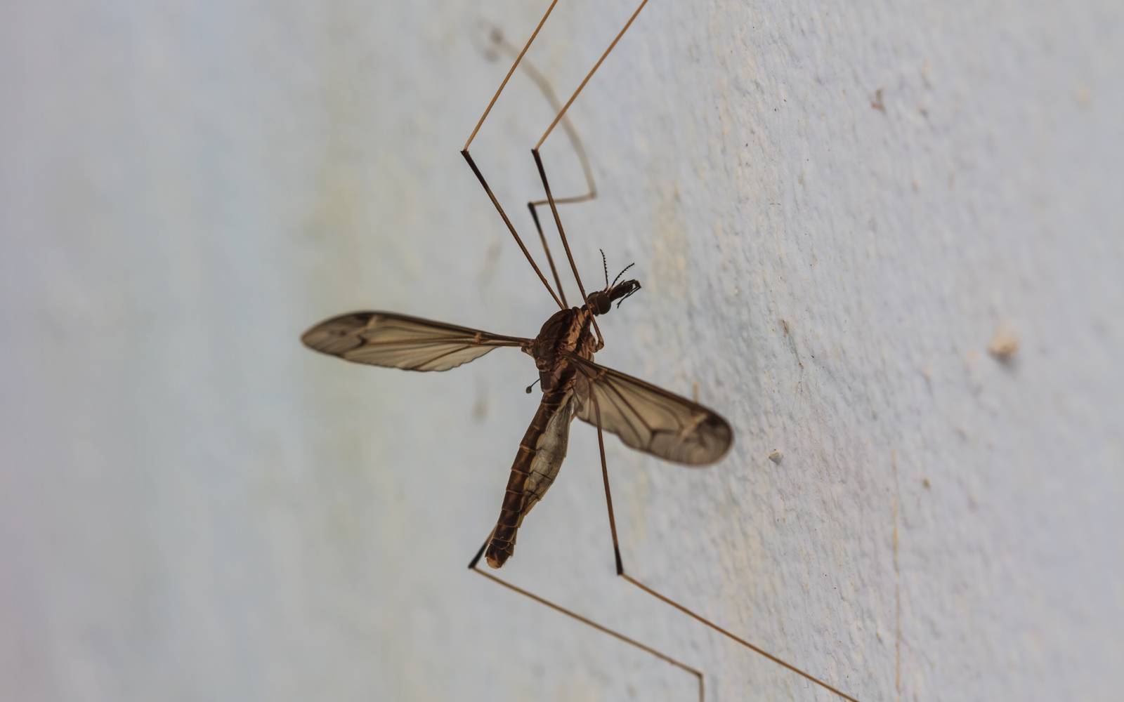 Mosquito Control Services
